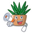 With megaphone mini zebra cactus on cartoon pot
