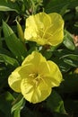 Megapterium missouriensis flowers