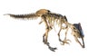 Megaraptor (Megaraptor namunhuaiquii) skeleton isolated