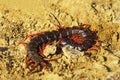 Megarian banded centiped on the ground Royalty Free Stock Photo