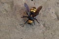 Megascolia maculata. The mammoth wasp.