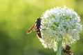 Megascolia maculata. Scola giant wasp on a onion flower