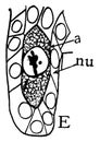 Megaspore Formation Stage 5 vintage illustration