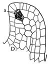 Megaspore Formation Stage 4 vintage illustration