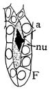 Megaspore Formation Stage 6 vintage illustration