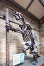 .Megatherium (Megatherium americanum) with the posture it would supposedly have in life, exhibited in the