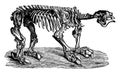 Megatherium, vintage engraving Royalty Free Stock Photo