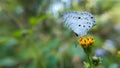 Small lepidoptera  buttetrfy pollinating  on a flower in autumn season Royalty Free Stock Photo