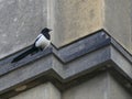 A megpie bird sitting on a ledge