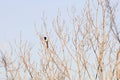 Magpie on the top of a tree. pica pica