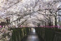 Meguro river cherry blossoms sakura festival soft filter Royalty Free Stock Photo
