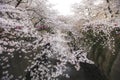 Meguro river cherry blossoms sakura festival soft filter Royalty Free Stock Photo