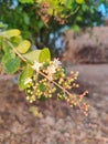 Mehandi plant with flowers