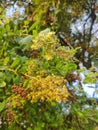 Mehandi plant with flowers