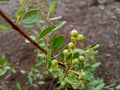 Mehandi plant, henna plant leaves indian ayurvedic tree