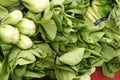 Mei Quin Choi, Shanghai Bok Choi, Baby pak choi