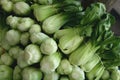 Mei Quin Choi, Shanghai Bok Choi, Baby pak choi