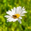 Daisy flower in the field with bee Royalty Free Stock Photo