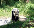 Mei Xiang Royalty Free Stock Photo