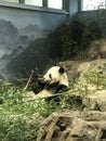 A panda from D.C. National zoo park Royalty Free Stock Photo