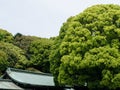 Meiji Shrine, Shibuya, Tokyo, Japan - Huge green leafy trees and roof of the temple Royalty Free Stock Photo