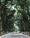 Meiji Shrine, Tokyo, Japan - People walking in a leafy green forest.