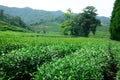 Meijiewu Longjing Tea Plantation