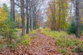 Nature reserve with bare trees and others with few yellowish green leaves, two parallel paths covered with dry brown leaves Royalty Free Stock Photo