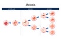 Meiosis. cell division. homologous chromosomes