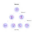 Meiosis cell division