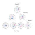 Meiosis cell division