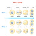 Meiosis. cell division process