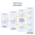 Meiosis. cell division for produce the gametes, such as sperm or egg cells