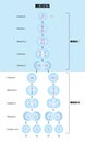 Meiosis diagram, Cell division