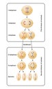 Division of meiosis. Meiosis is divided into meiosis I and meiosis II