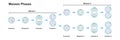 Meiosis Phases