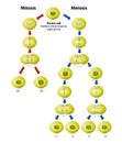 Meiosis vs Mitosis