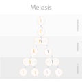 Meiosos general scheme cell cycle division. Object isolated for education, for medical art