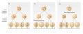 Meiosis I Meiosis II Fertilization Zygote The left image at the blue arrow is nondisjunction taking place during meiosis II. The