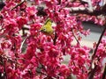 A mejiro in a blooming plum tree in the spring