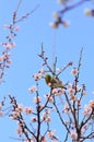 Mejiro and plum blossoms. Royalty Free Stock Photo