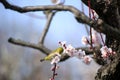 Mejiro on a twig of japanese apricot