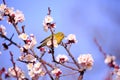 Mejiro on a twig of japanese apricot