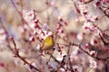 Mejiro on a twig of japanese apricot Royalty Free Stock Photo