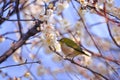 Mejiro on a twig of japanese apricot