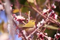 Mejiro on a twig of japanese apricot