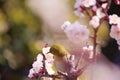 Mejiro on a twig of japanese apricot