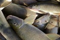 Mekhong River Fishes