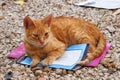 MEKNES, MOROCCO - JUNE 01, 2017: Ginger homeless cat laying on the gravel