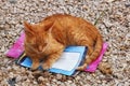 MEKNES, MOROCCO - JUNE 01, 2017: Ginger homeless cat sleeping on the gravel